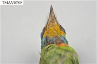 五色鳥藏品圖，第19張